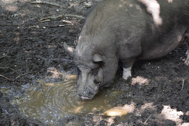 巨星球员的 巨星球员的