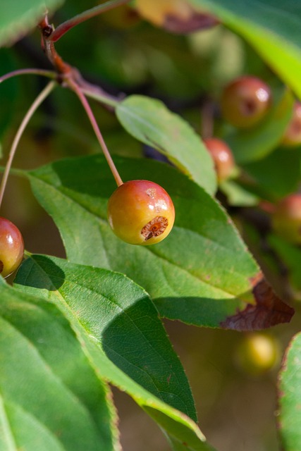 以绝对主力 以绝对主力